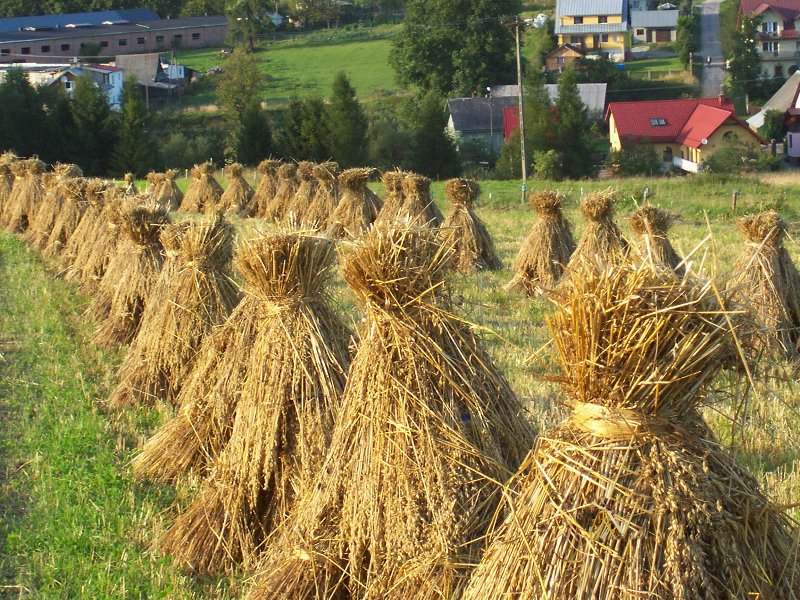 Obrazek wyróżniający artykułu - Wakacje na wsi